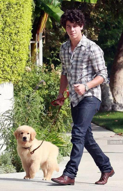 养金毛的男明星,揭秘养金毛的男明星日常